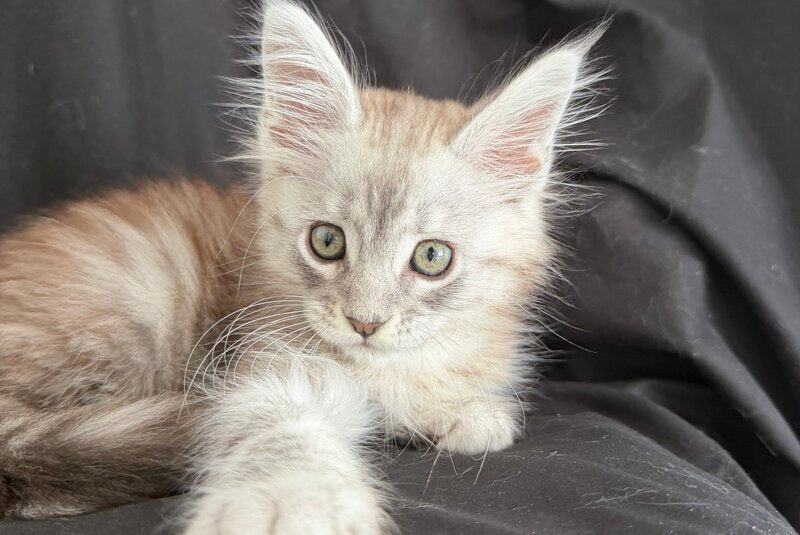 Yanius Maine Coon male black silver tabby - live animals