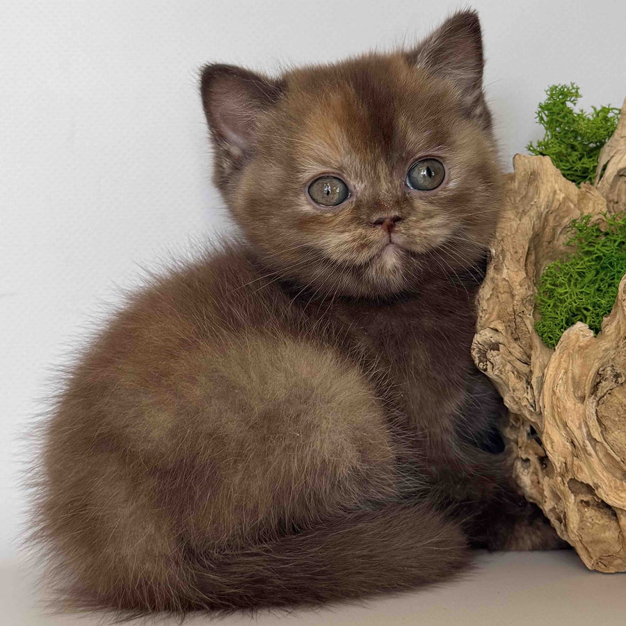 Giana British Shorthair female, cinnamon tortie