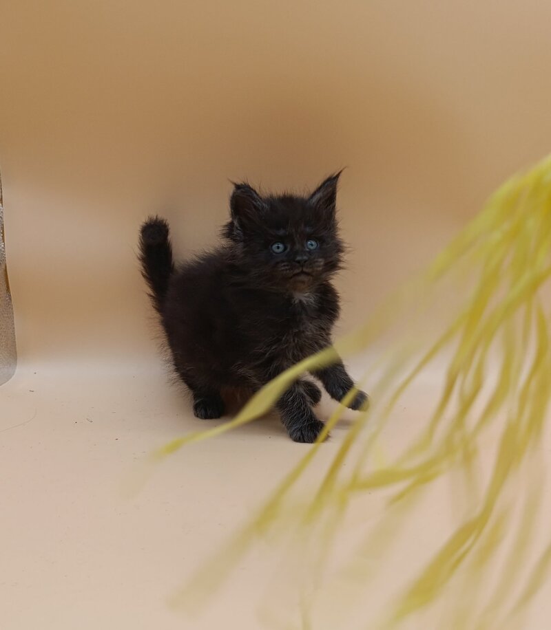 Isabelle Maine Coon female black silver live animals