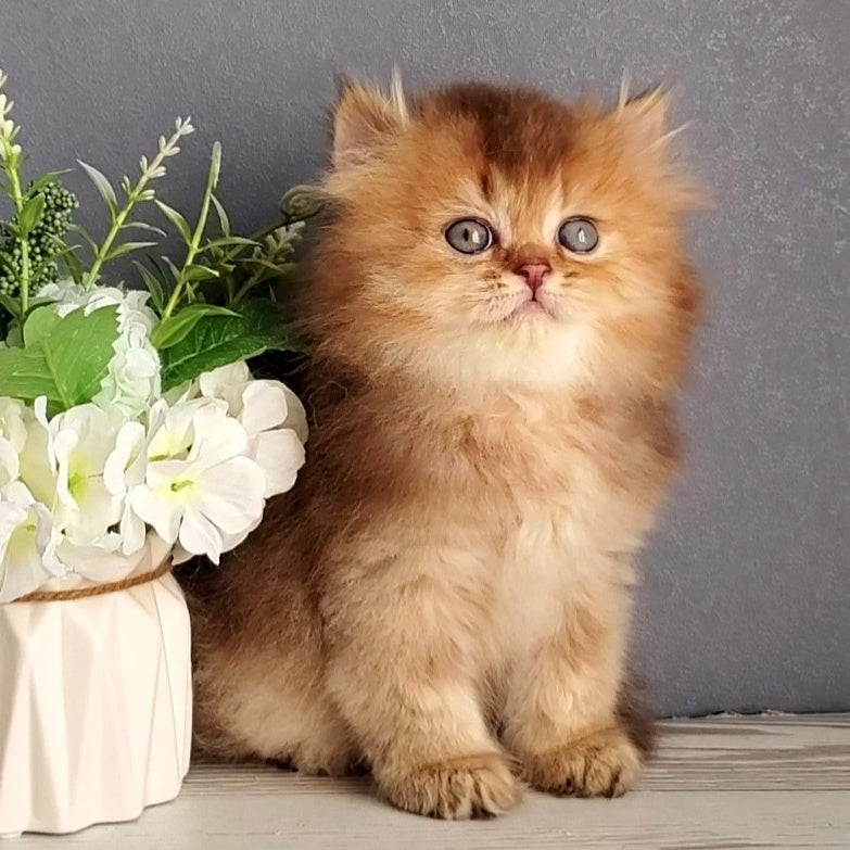 Ginger British Longhair male, chocolate golden ticked tabby