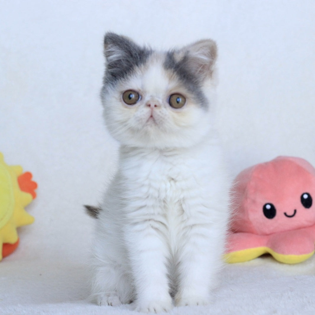 Yasia Persian female, blue tortie bicolour
