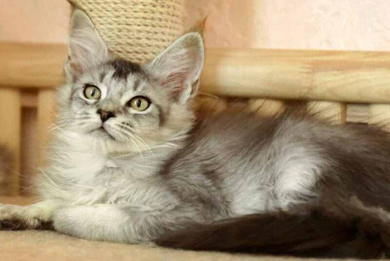 Zabrina Maine Coon female, black silver ticked tabby