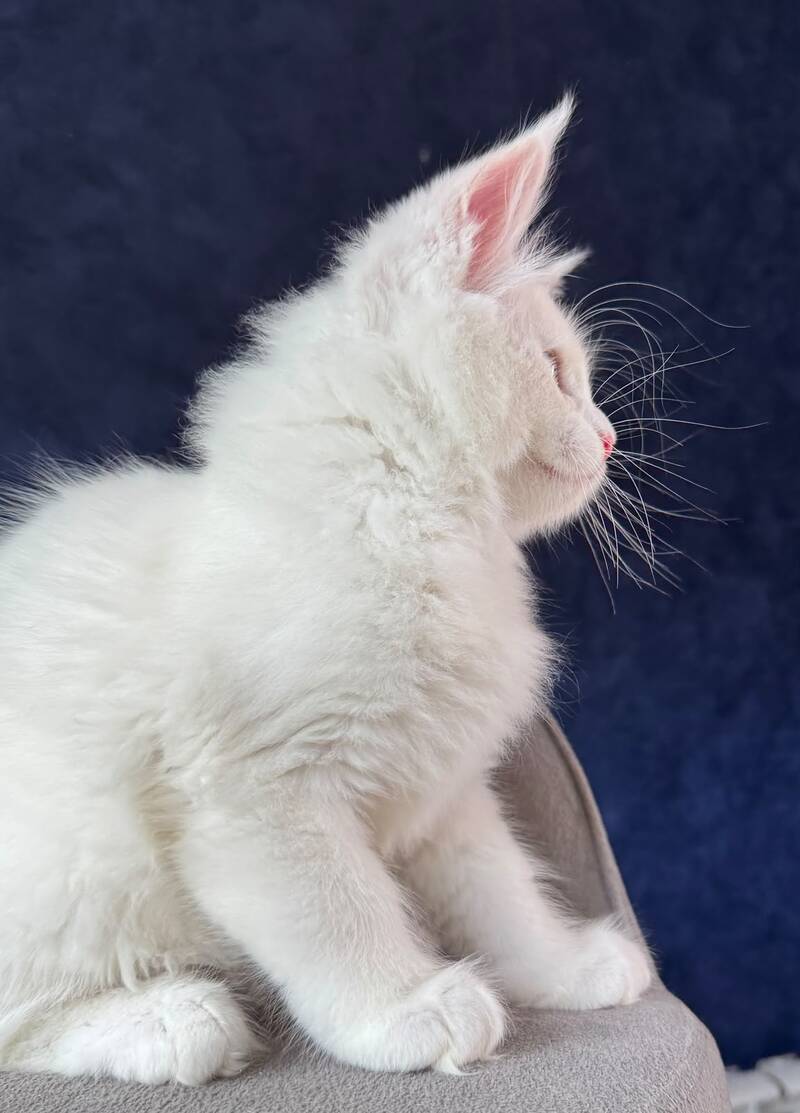 Gambler Maine Coon male, red silver chinchilla with white