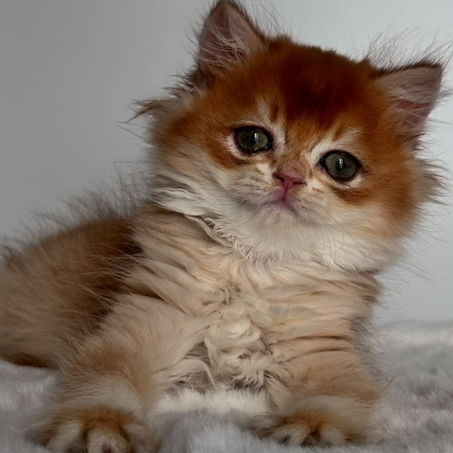 Zolton British Longhair male, chocolate golden chinchilla