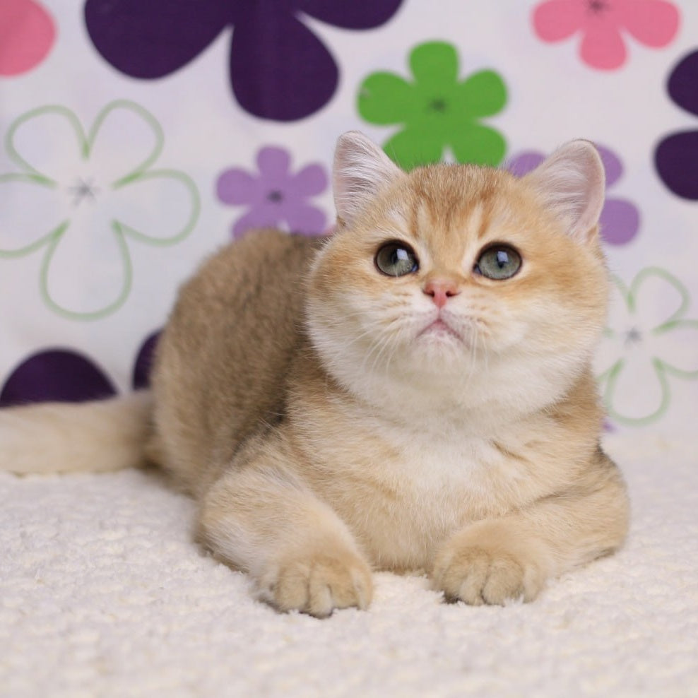 Taya British Shorthair female, black golden shaded