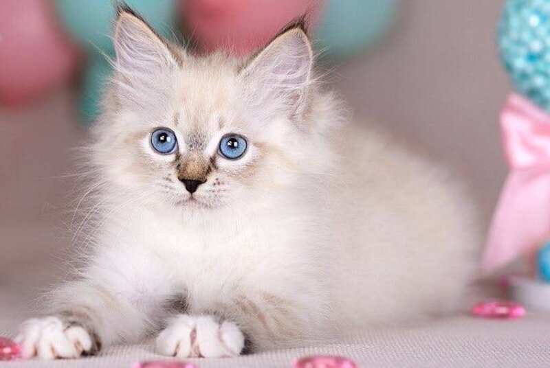 Gloria Siberian female, blue with white tabby