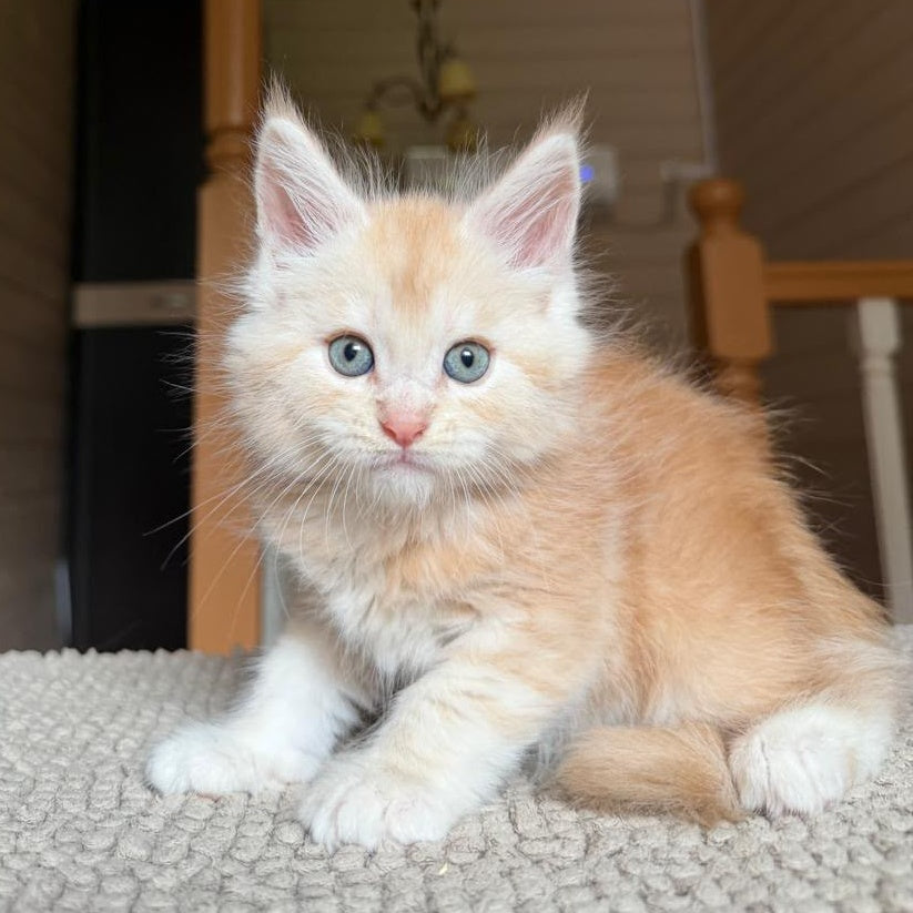 Champ Maine Coon male, red silver tabby