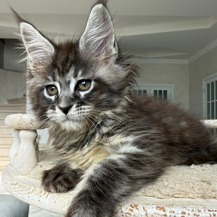 Ornela Maine Coon female, black silver tabby