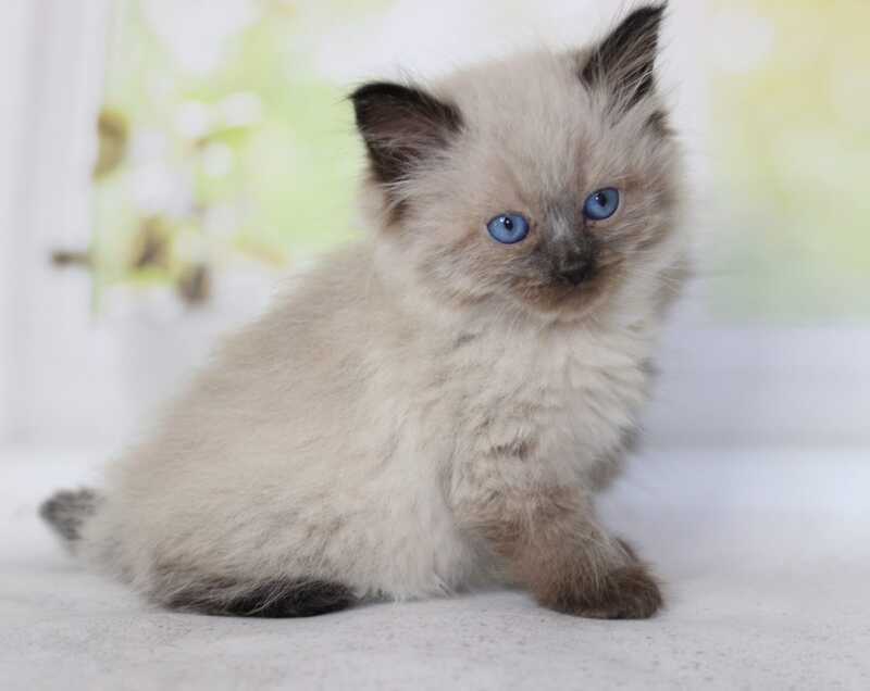 Nils Siberian male black pointed - live animals