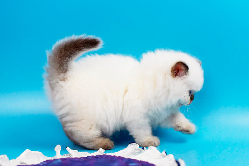 Yvette British Longhair male chocolate pointed - live animals