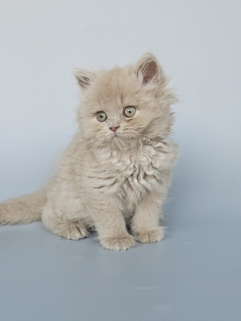 Angel British Longhair male, fawn