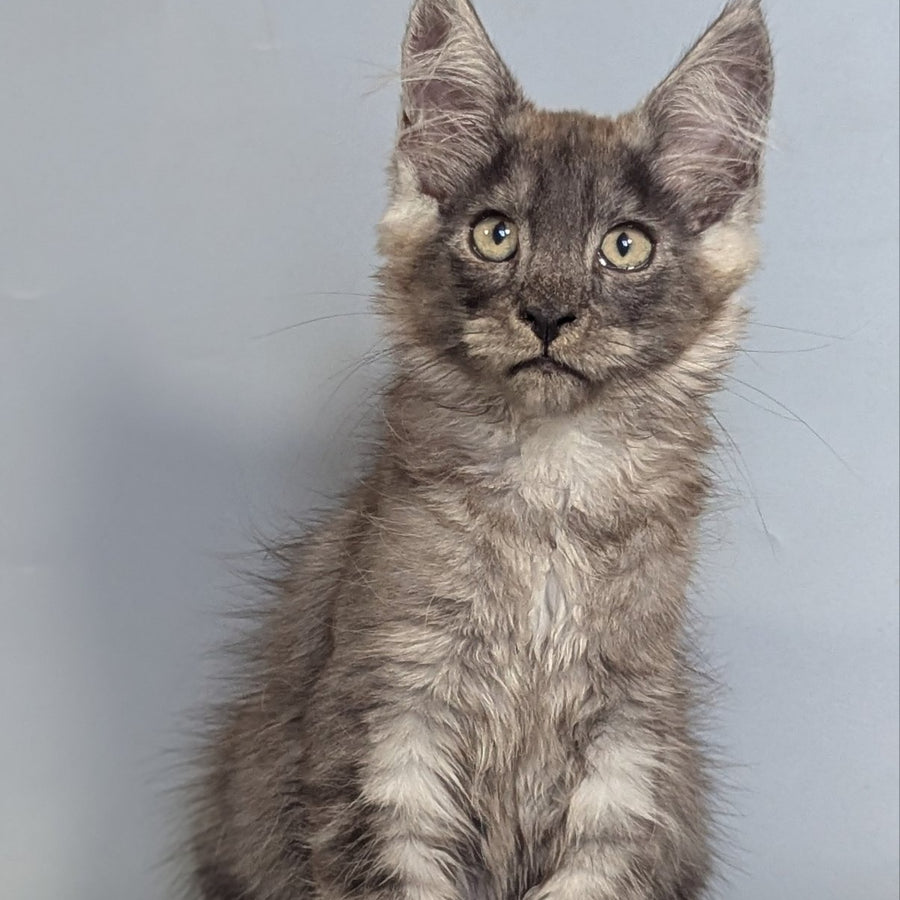 Krys Maine Coon male, black silver