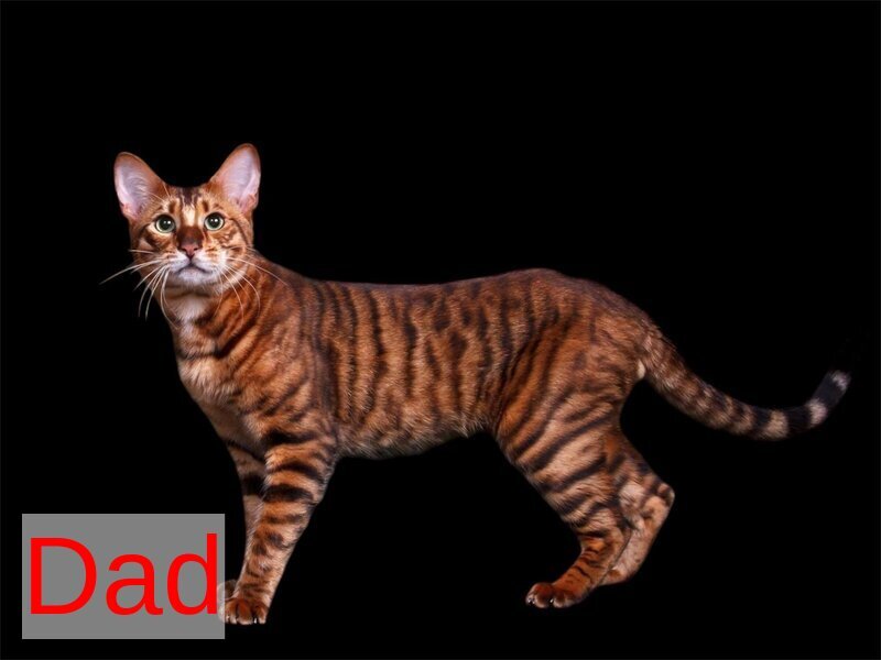 Available Toyger male black tabby - live animals