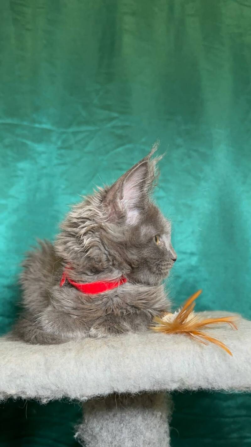 Martha Maine Coon female, blue