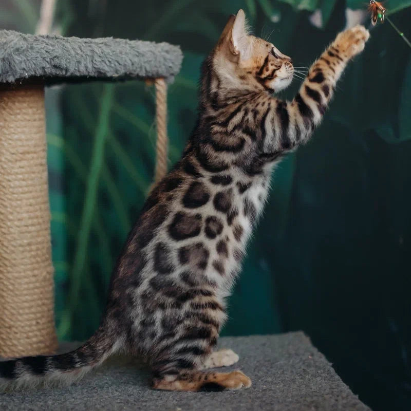 Fazan Bengal male, black spotted tabby
