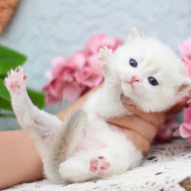 Flora British Shorthair female, black golden shaded pointed