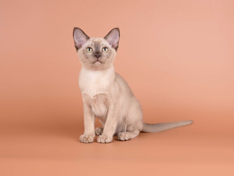 Anola Burmese female, chocolate