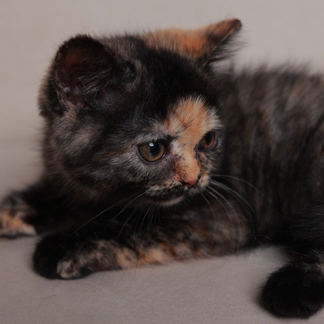 Afina British Shorthair female, black tortie
