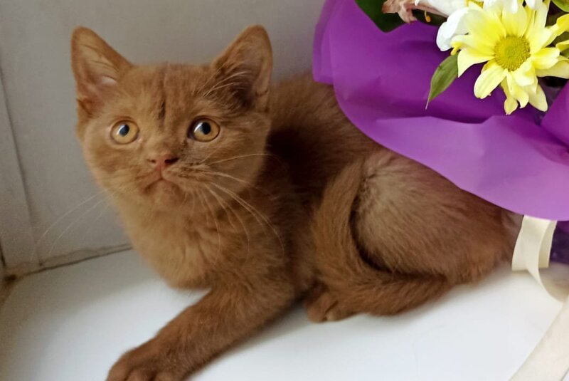 Felichita British Shorthair female, cinnamon