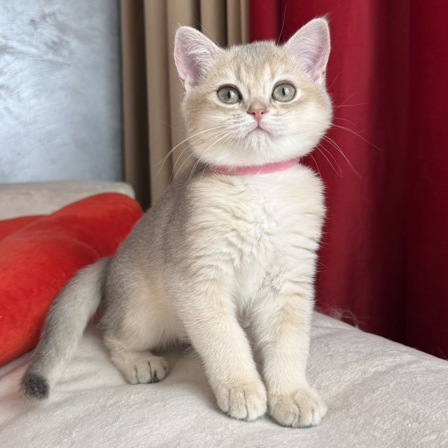 Elpati Scottish Straight female, blue golden shaded