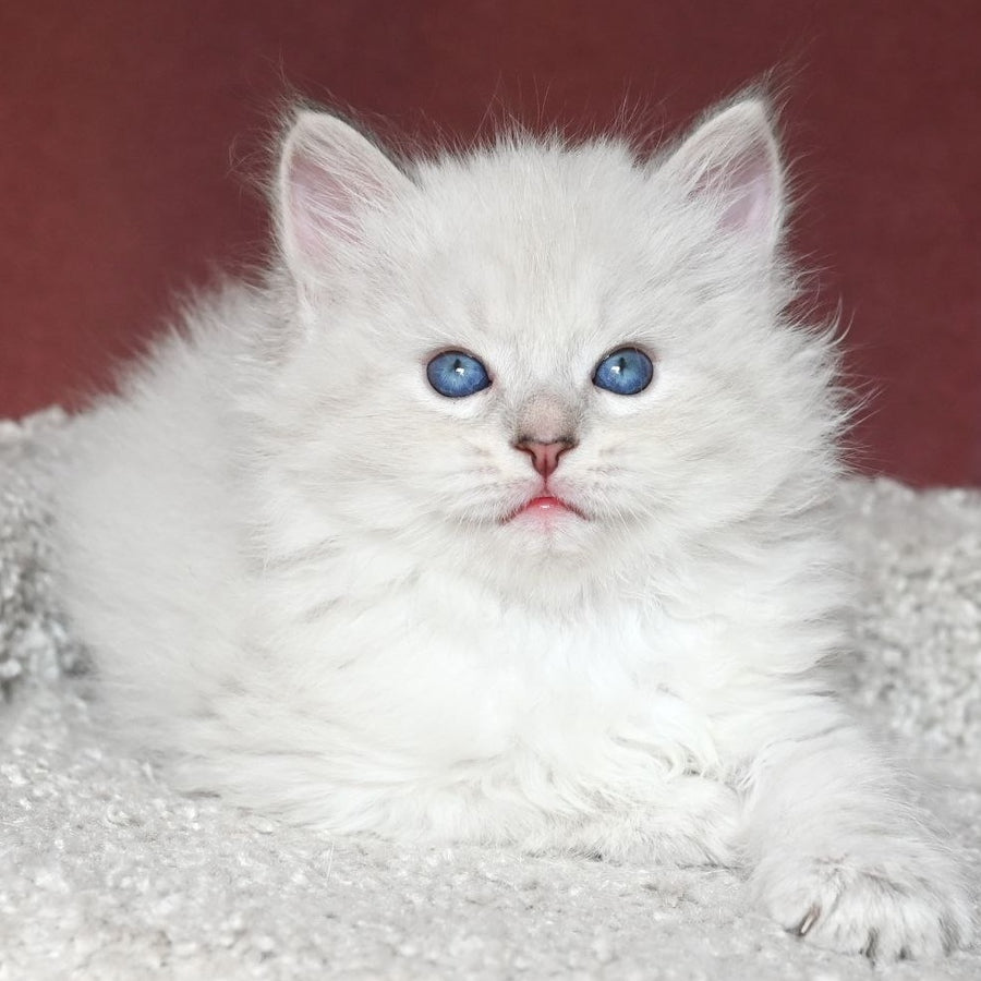 Lazurit Siberian male, black tabby pointed