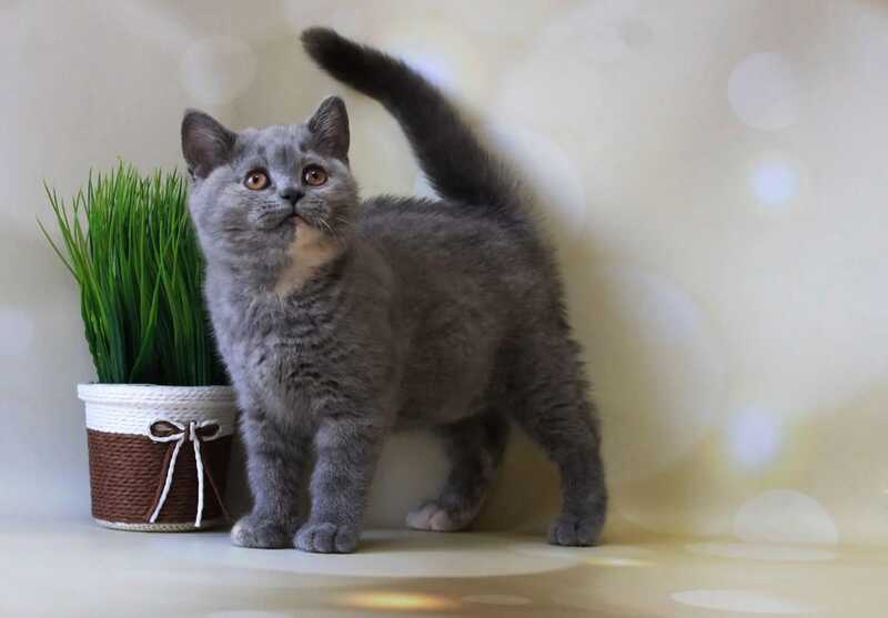 Cessi British Shorthair female blue tortie - live animals