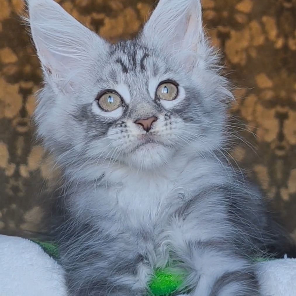 Iron Maine Coon male, black silver tabby