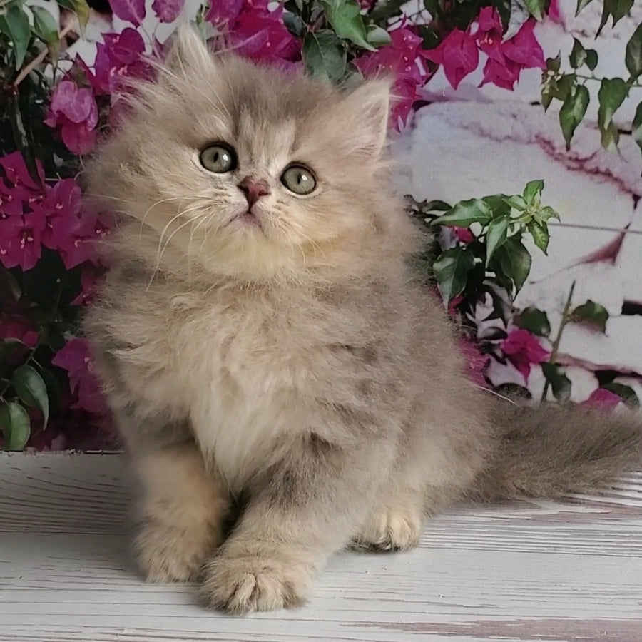 Cassie British Longhair female, blue golden ticked tabby