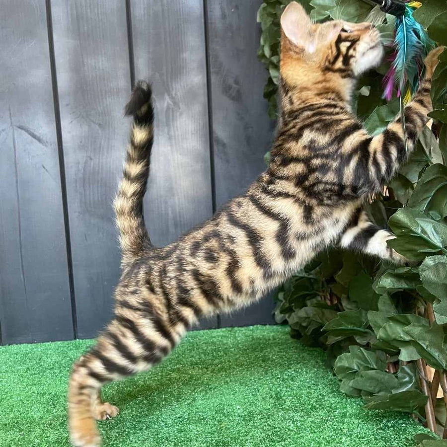 Ugo Toyger male, black tabby