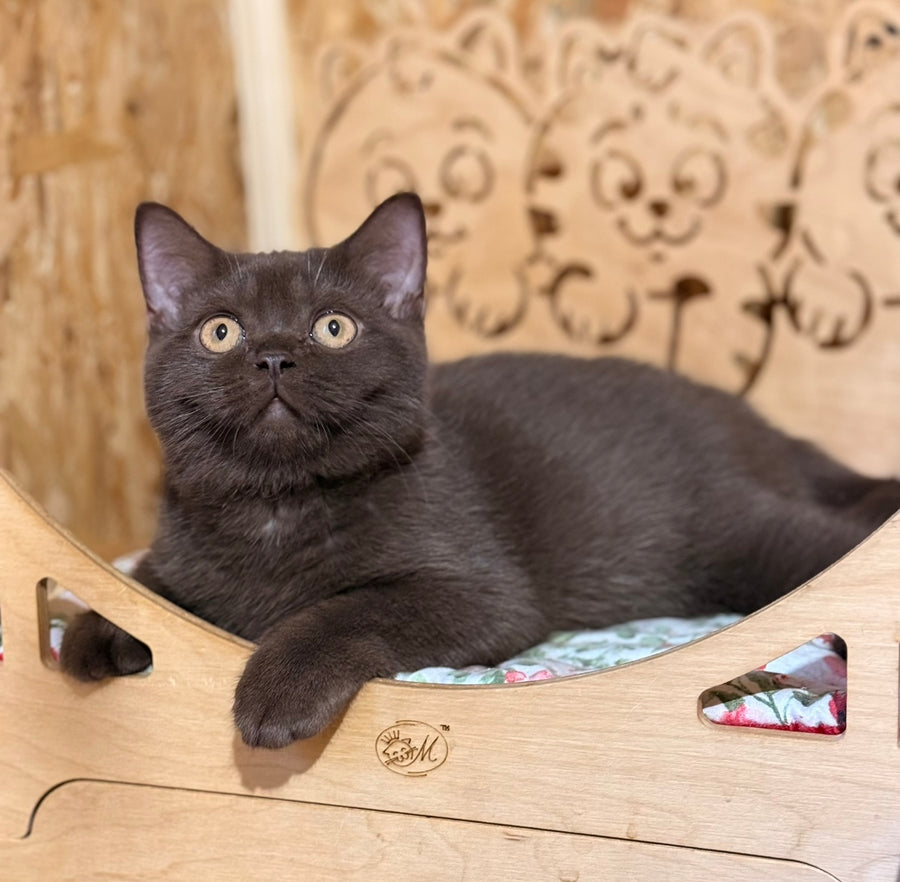 Boniface British Shorthair male, chocolate