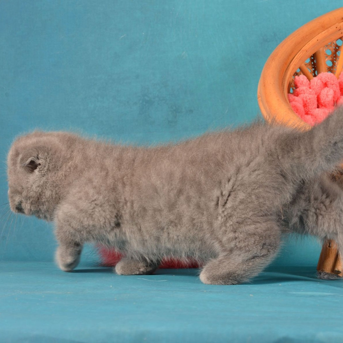 Muffin Munchkin male, blue