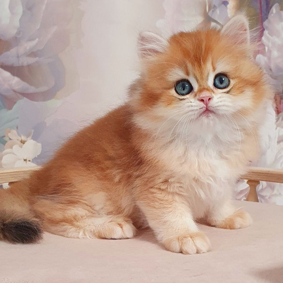 Dallas British Longhair male, black golden chinchilla