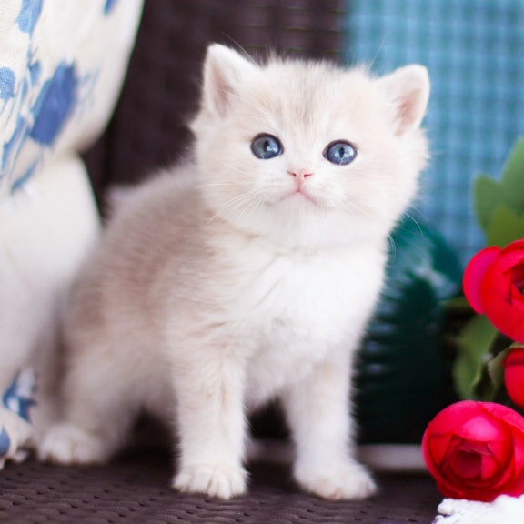 Fakira British Shorthair female, blue golden shaded