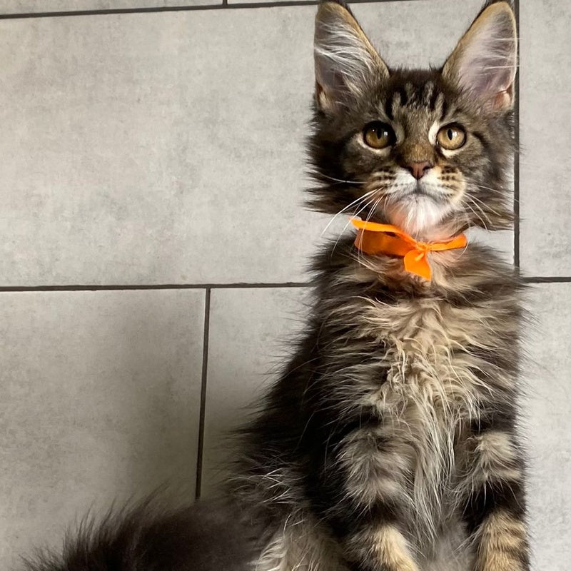 Toratau Maine Coon female, black tabby