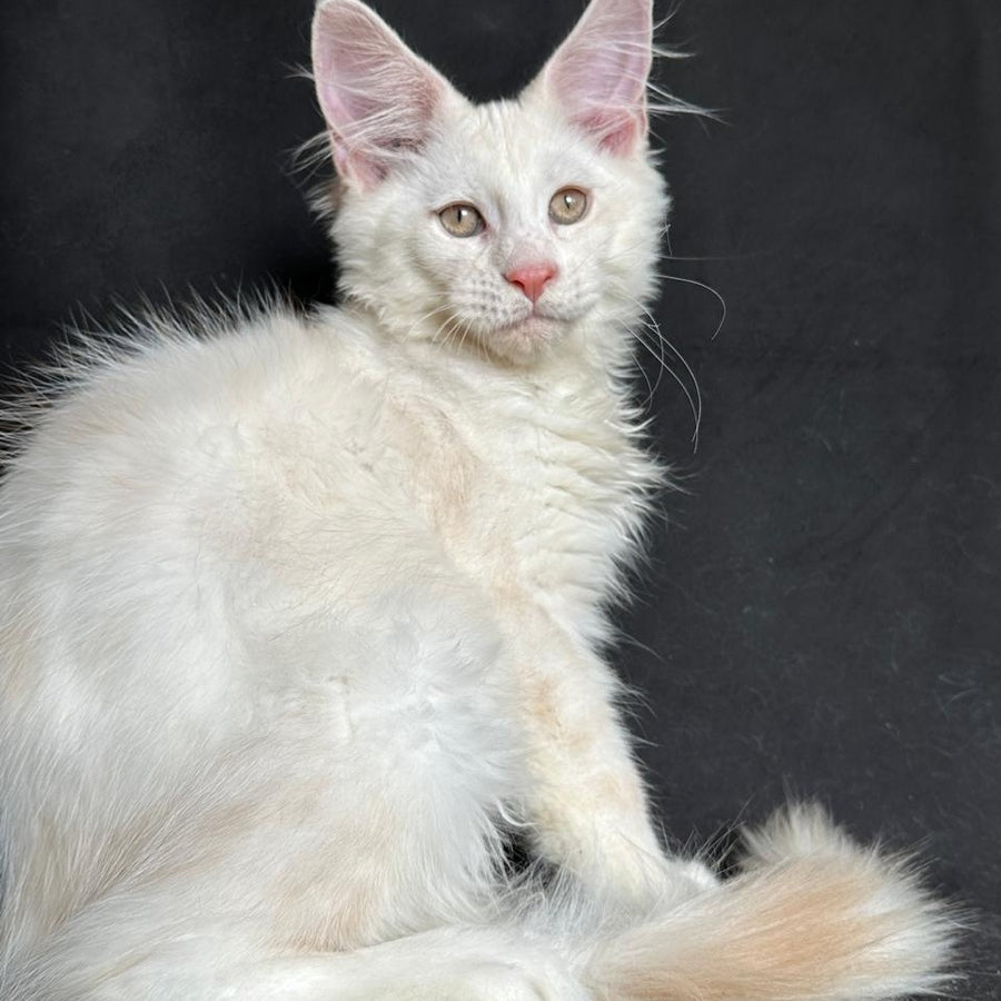 Juno Maine Coon male, red silver shaded
