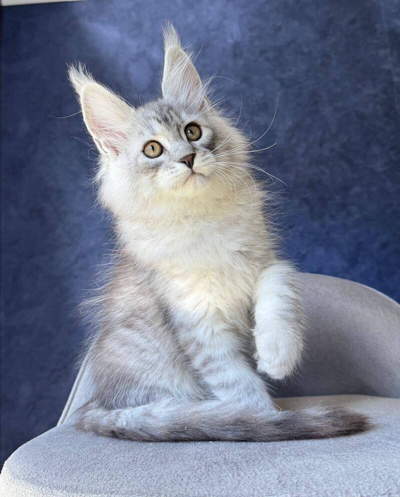 Vadash Maine Coon male black silver spotted tabby - live animals