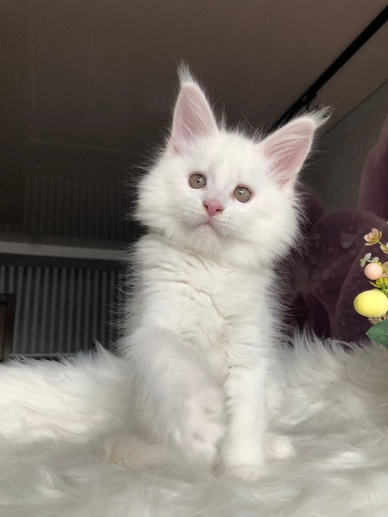 White Angel Maine Coon male white - live animals