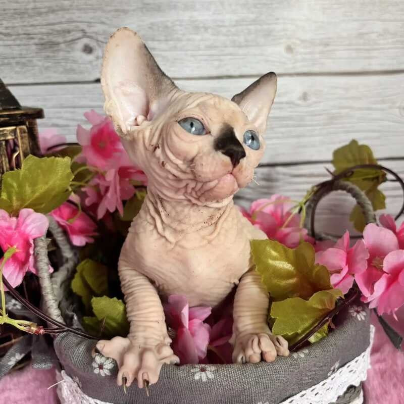 Baly Canadian Sphynx male, black pointed bicolour