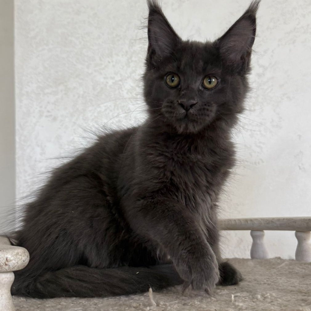 Jina Maine Coon female, blue silver with white