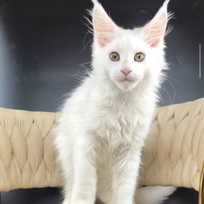 Xia Maine Coon female, white