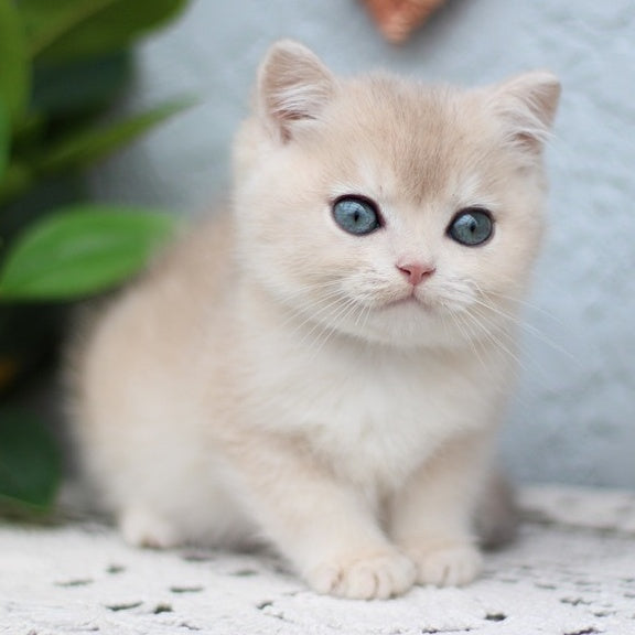 Chester British Shorthair male, blue golden shaded