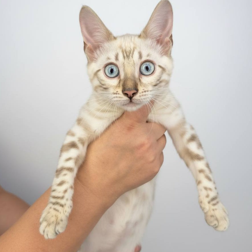 Wanda Bengal female, black spotted tabby pointed