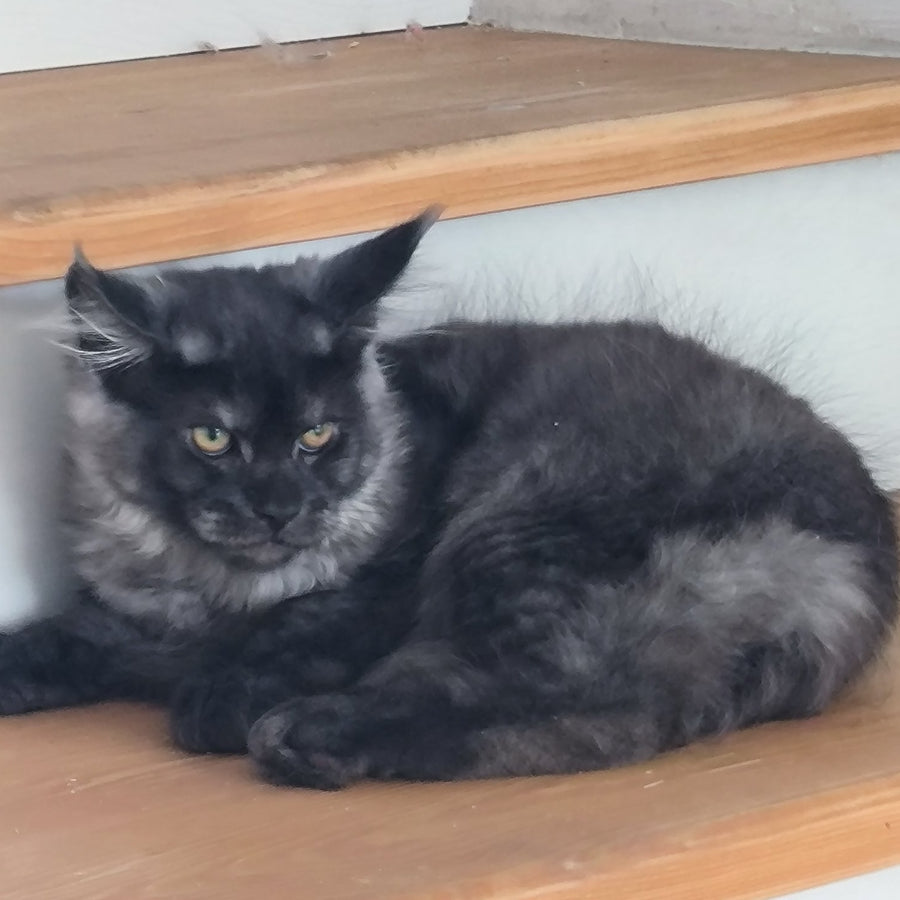 Xanti Maine Coon male, black silver