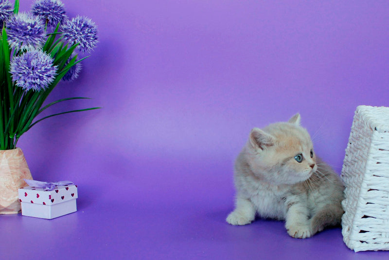 Sapfir British Shorthair male, lilac tabby