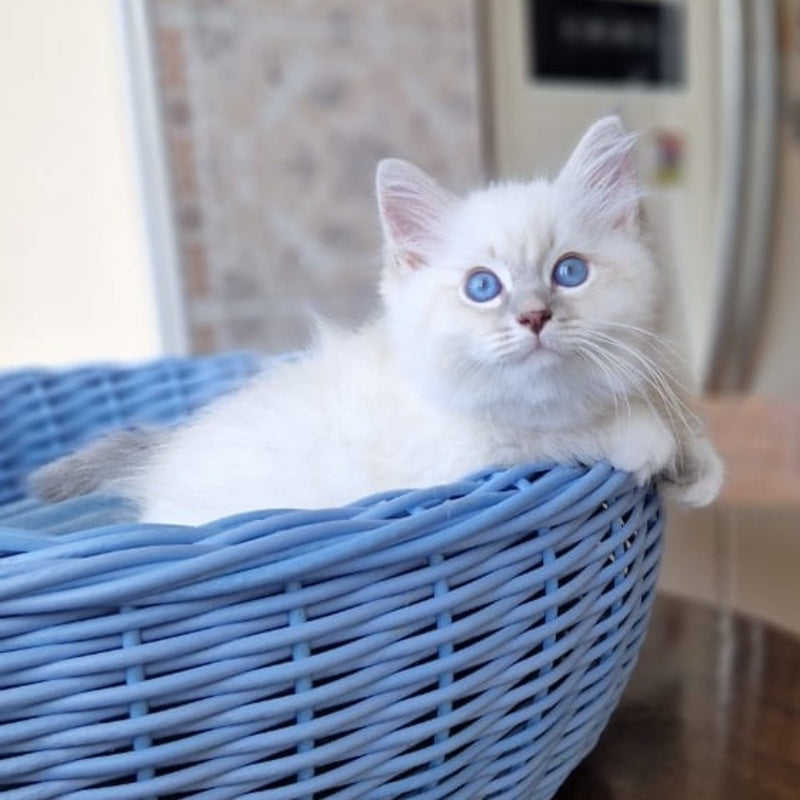 Dimas Siberian male, blue with white tabby pointed