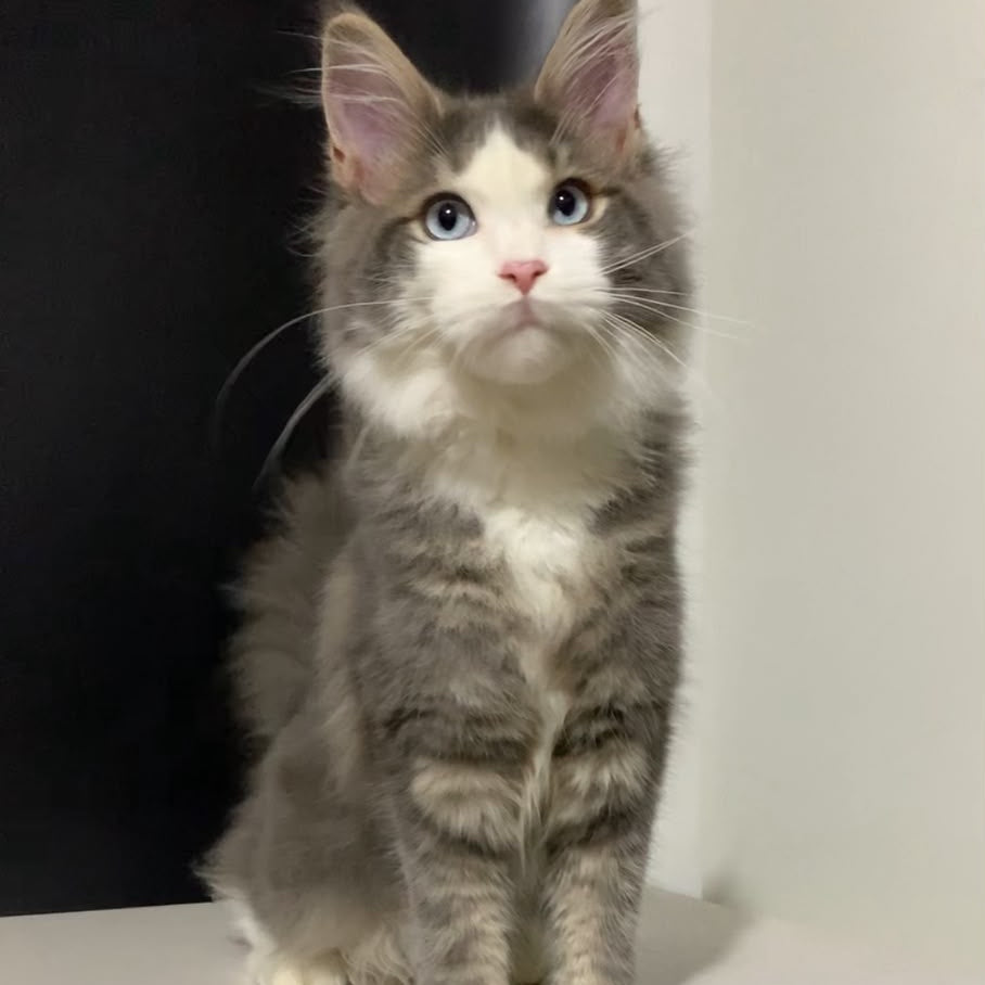 Quinella Maine Coon female, blue bicolour tabby