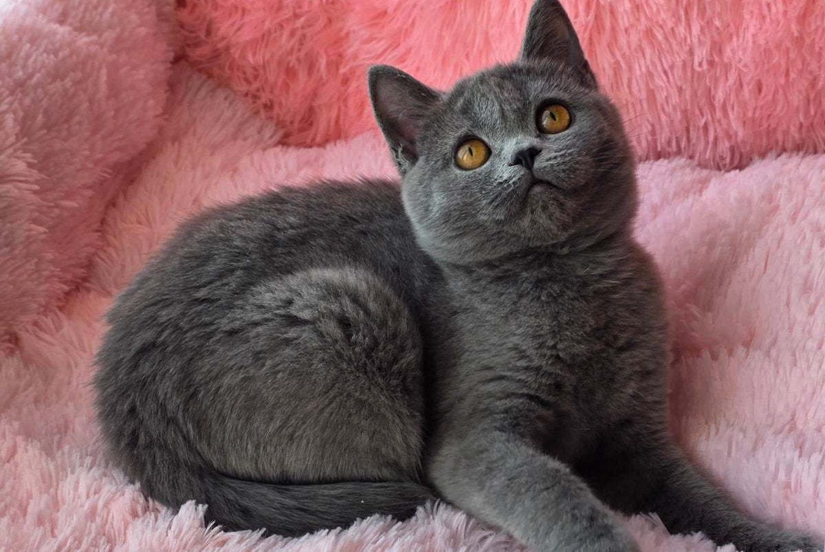 Caitlin British Shorthair female, blue