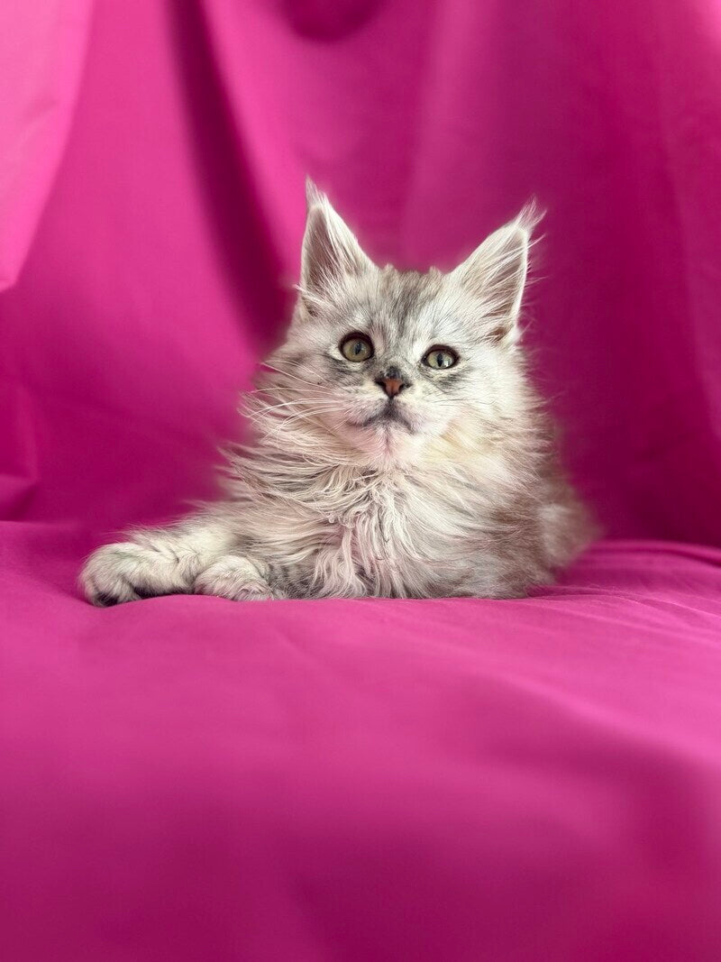 Xiona Maine Coon female black silver tabby - live animals