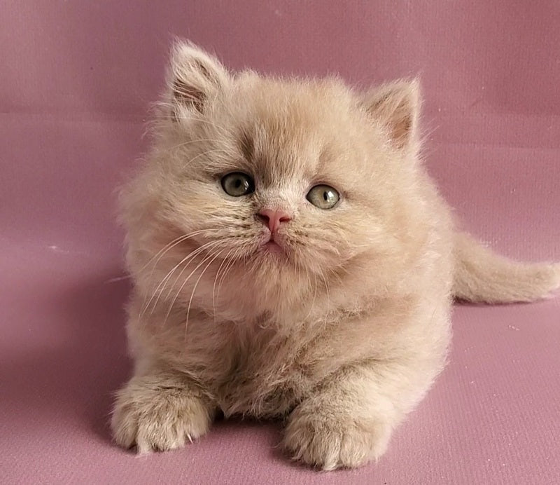 Teo British Longhair male fawn - live animals
