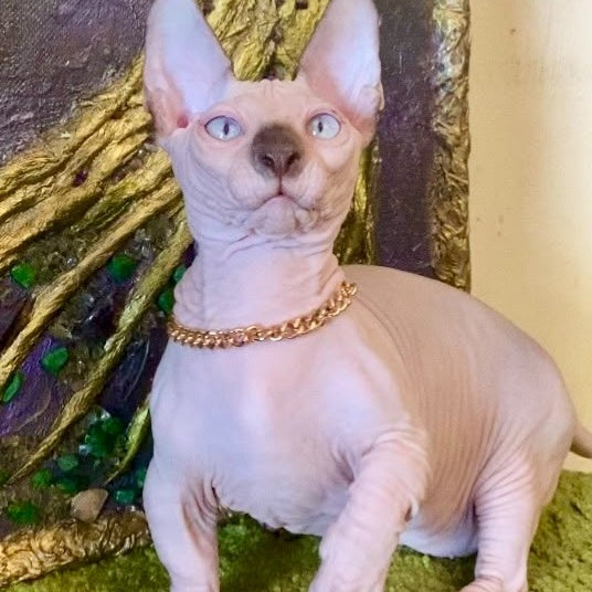 Sapphire Bambino male, black pointed